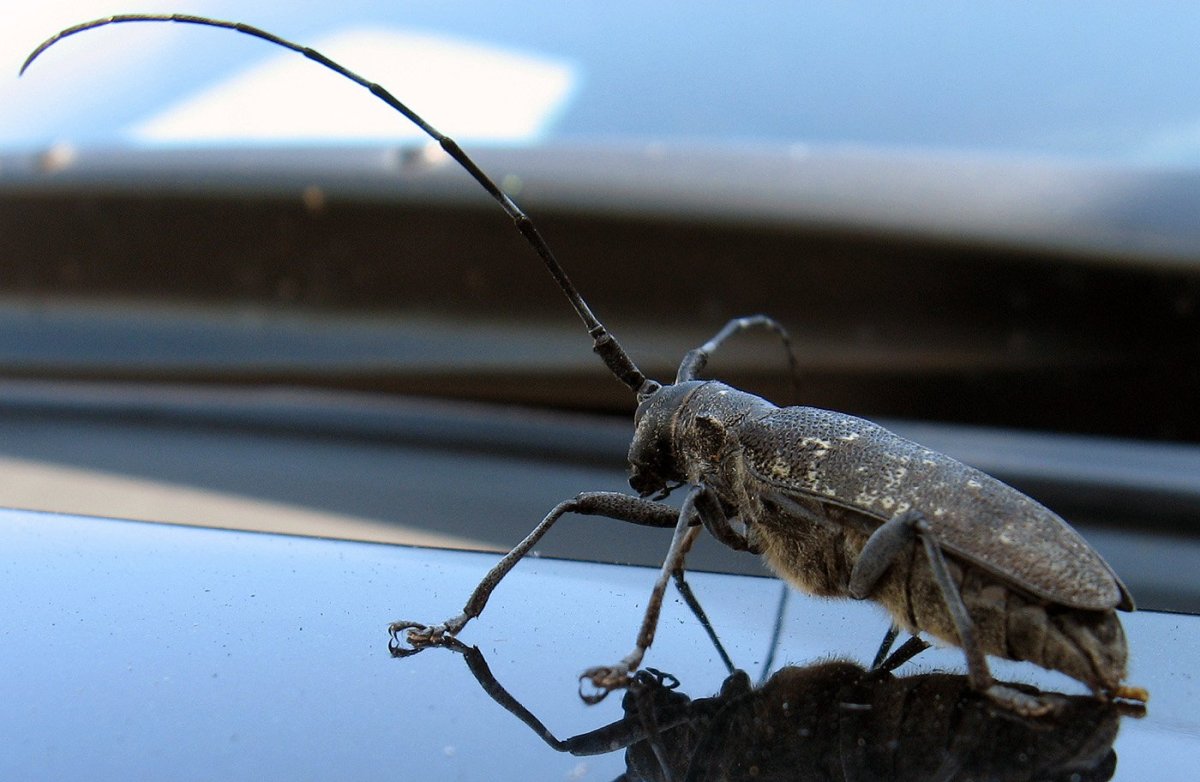 Волосогрызка Жук-Стриж большой черный