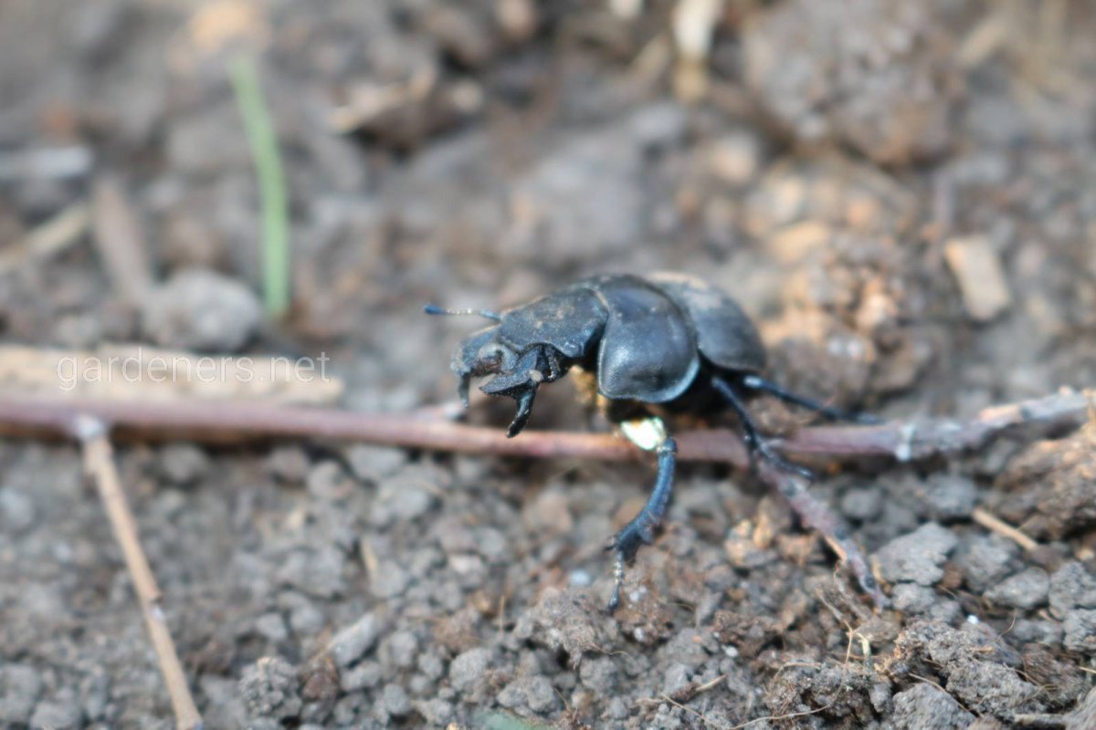 Жук Стригун Кравчик