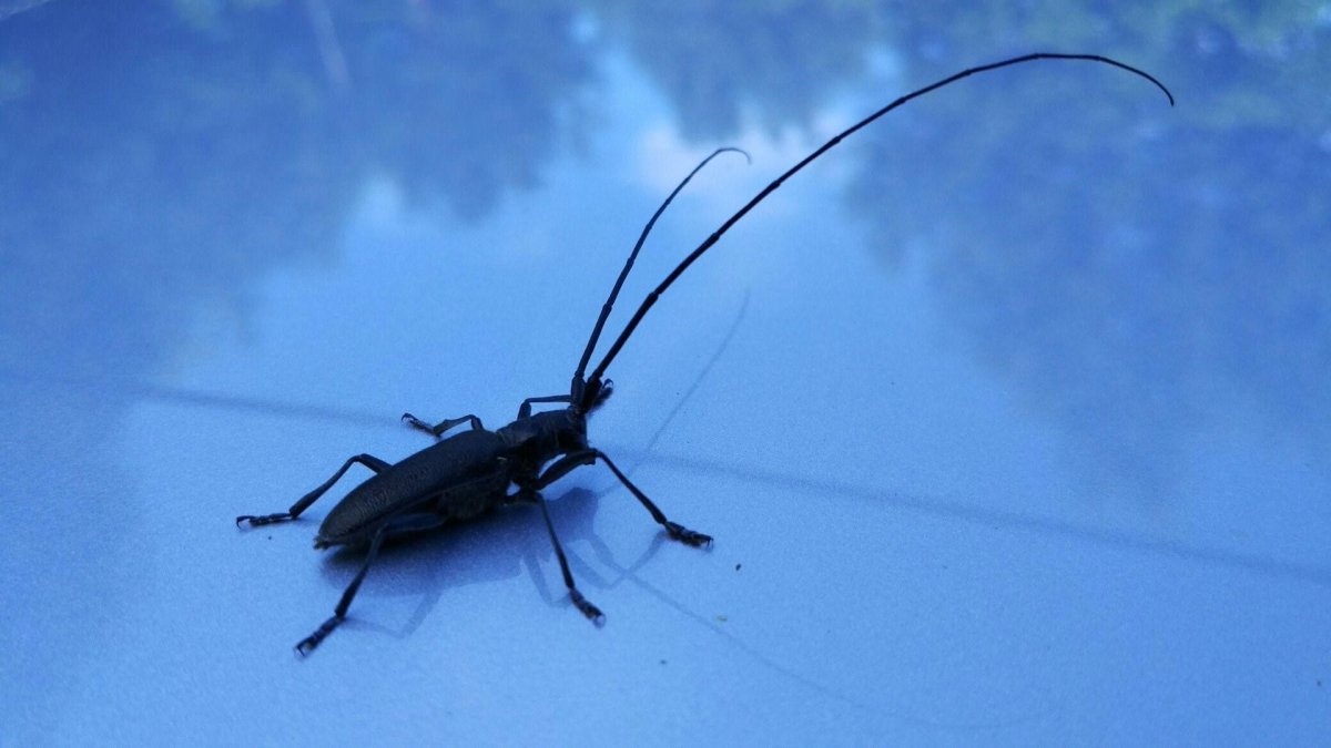 Волосогрызка Жук-Стриж большой черный