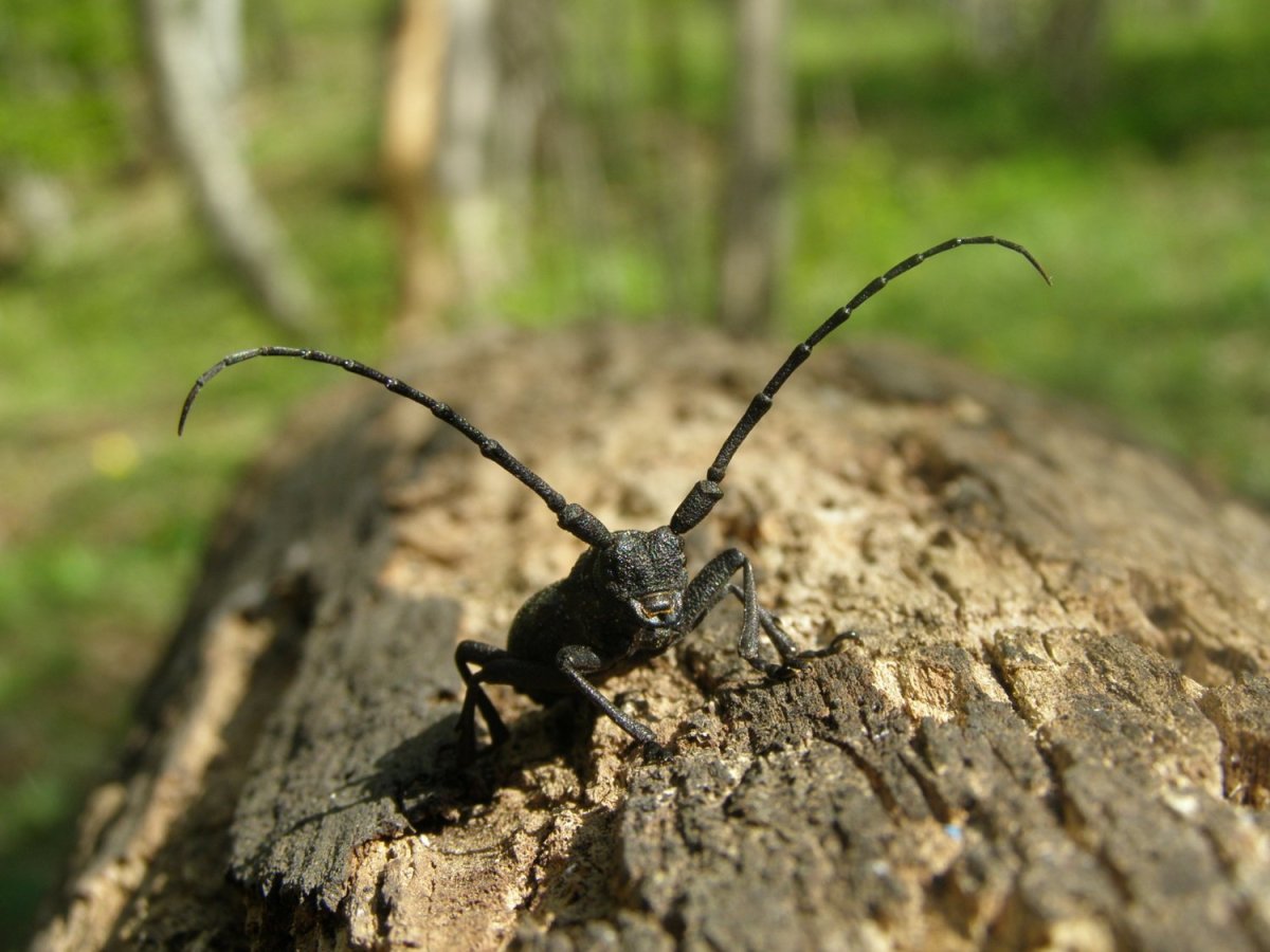 Жук Стригун короед