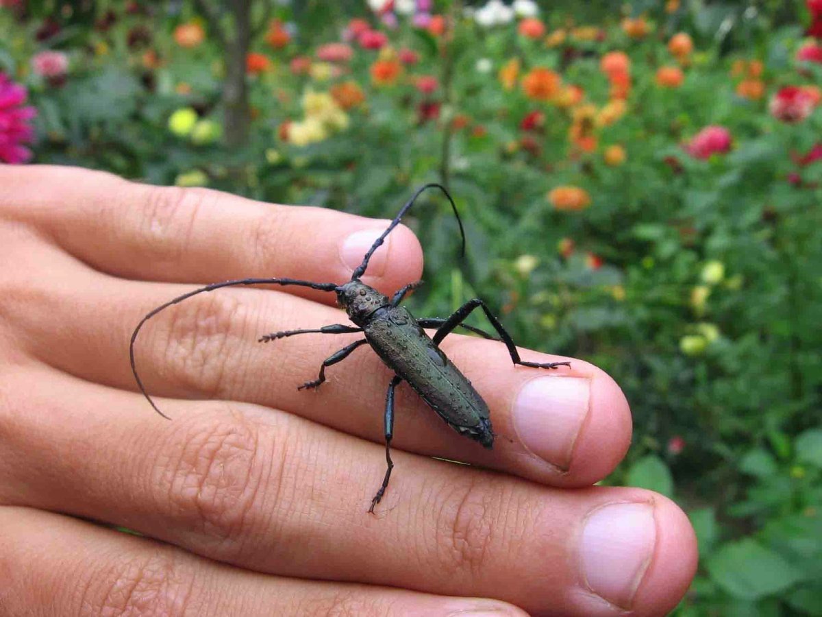 Жук Стригун большой