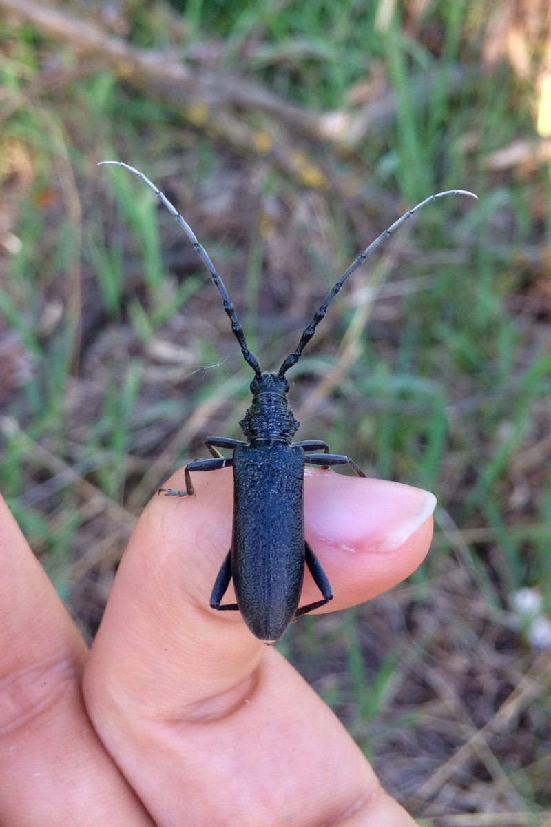 Жук усач дровосек
