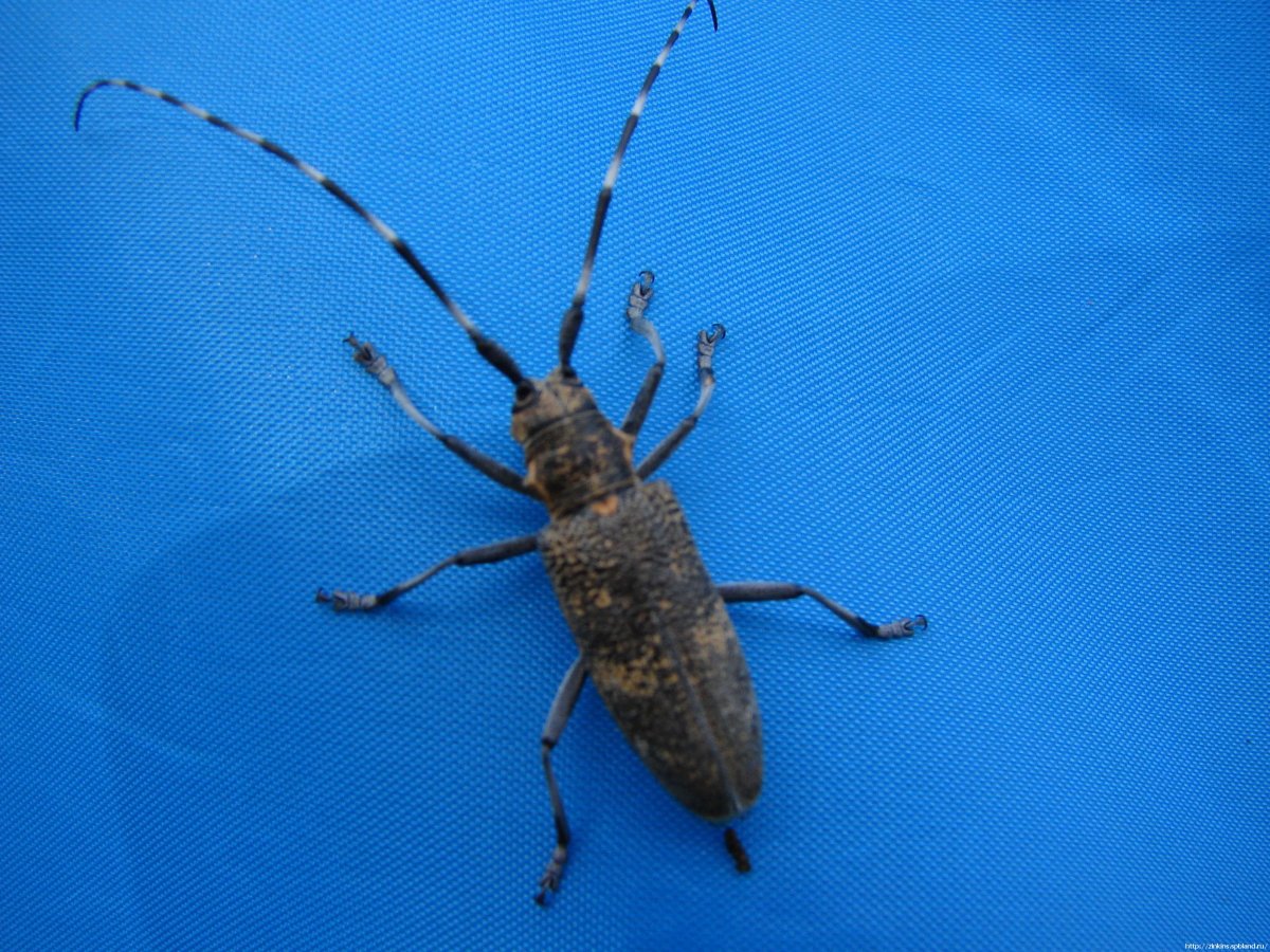 Черный Жук усач дровосек