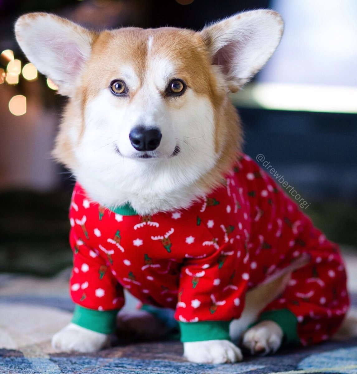 Вельш корги фурсьют