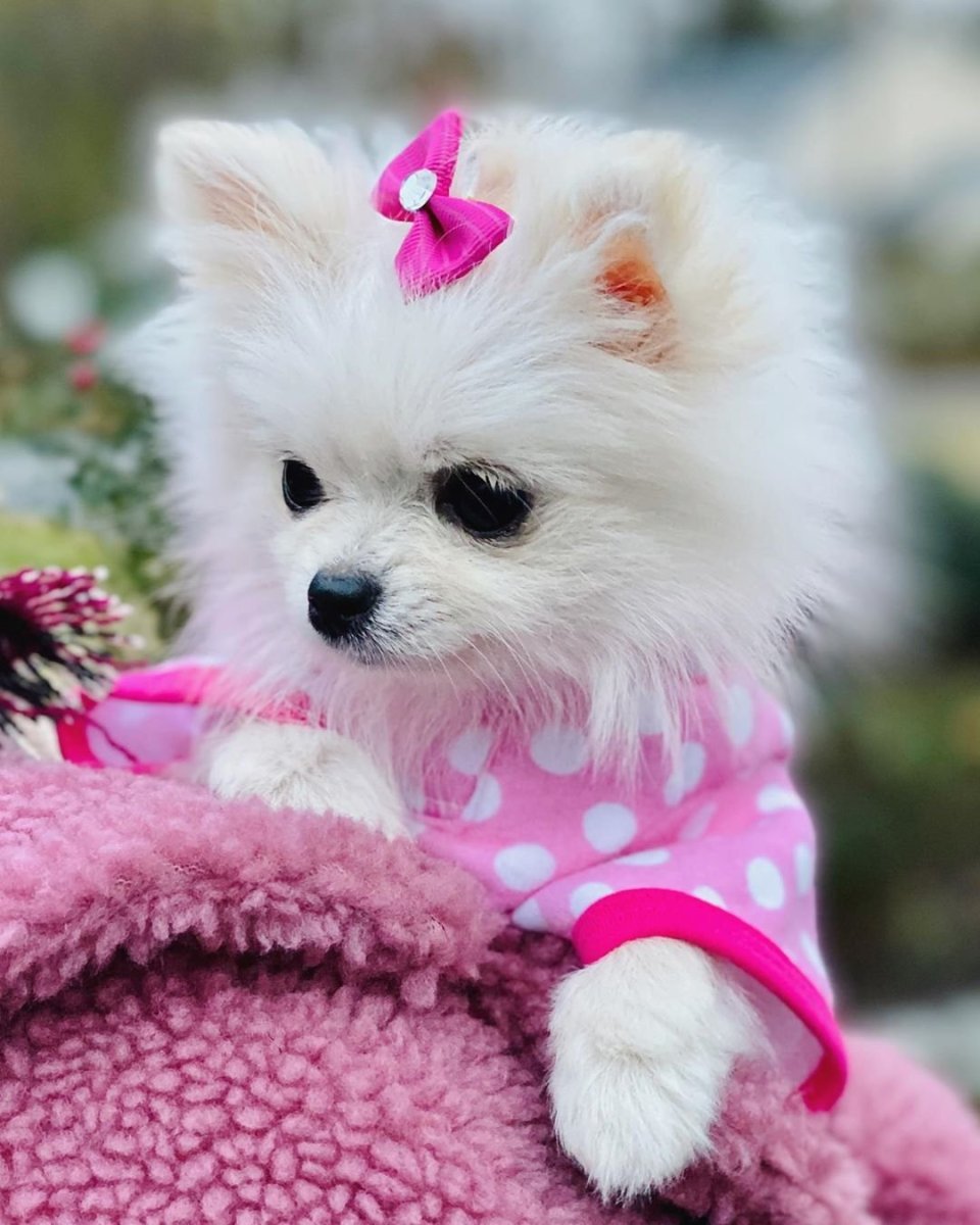 Померанский шпиц розовый