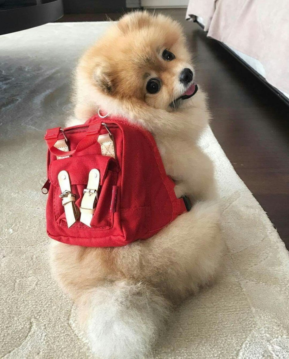 Шпиц собачка Мими