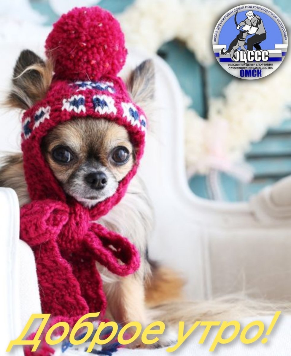 Костюмчик новогодний для чихуахуа