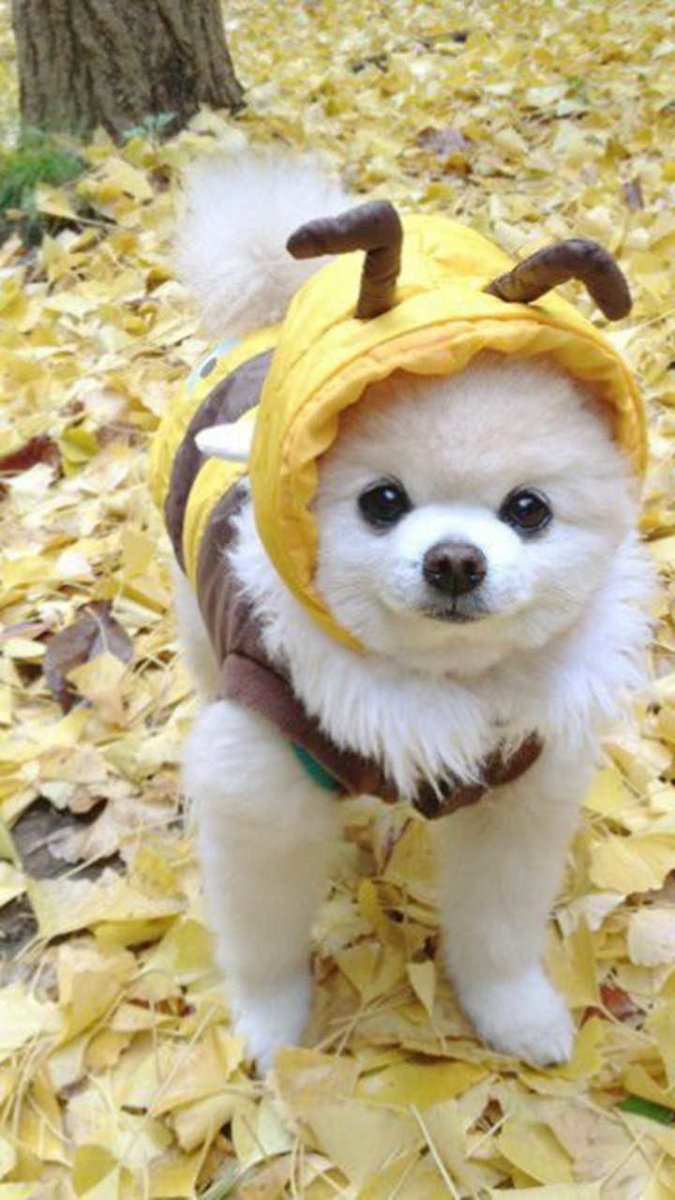 Шпиц Шунсуке белый