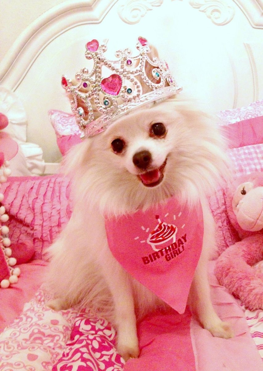 Померанский шпиц розовый