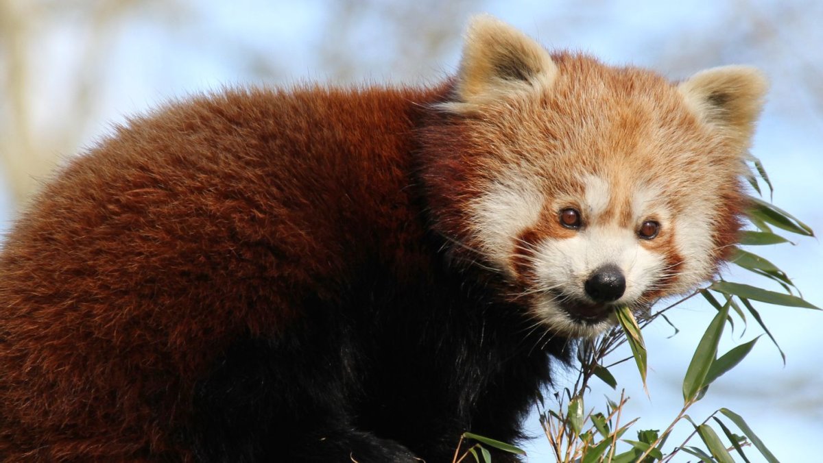 Красная бамбуковая Панда милая