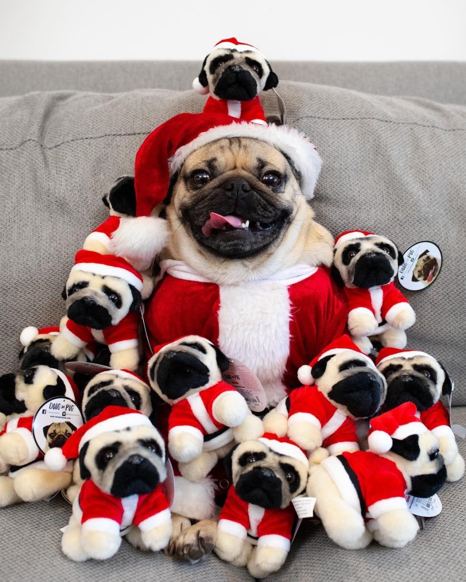 Новогодний костюм для собачки