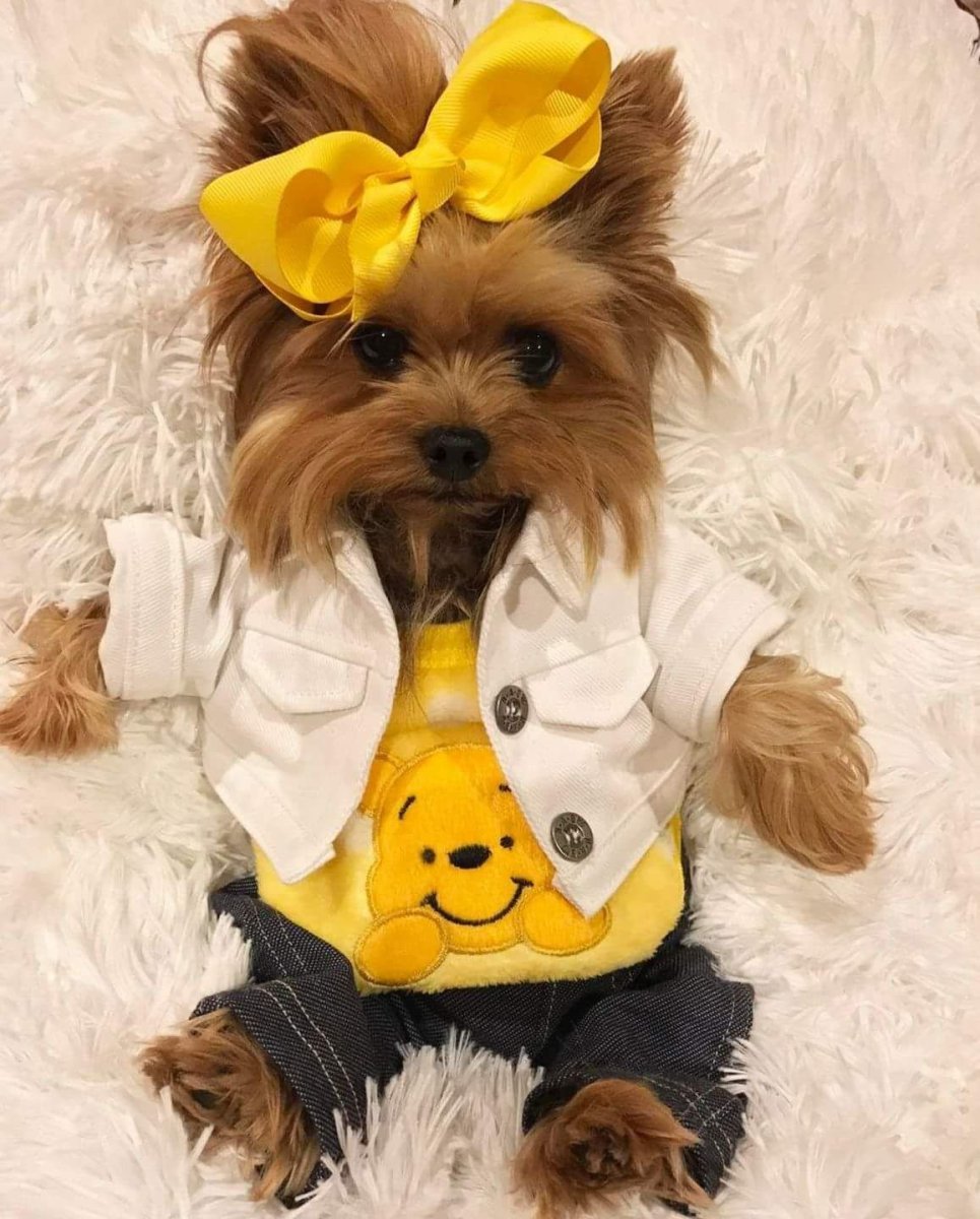 Йоркширский терьер вельш