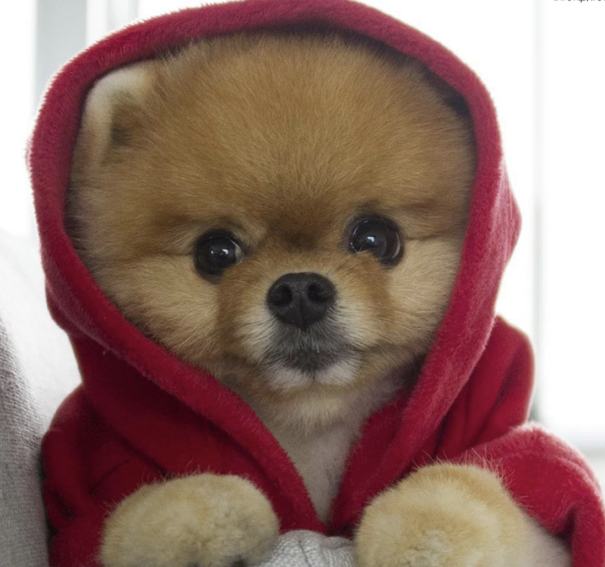 Померанский шпиц Джифф