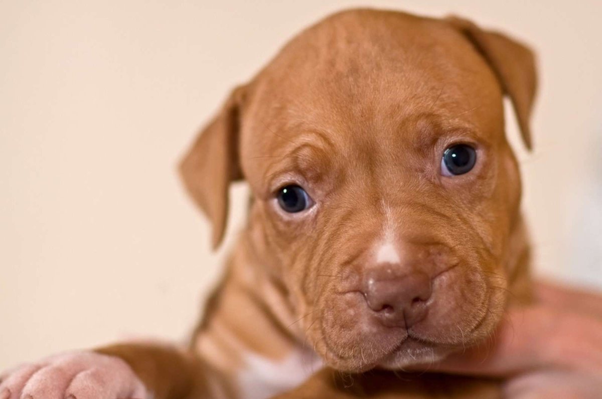 Речбекер собака фото