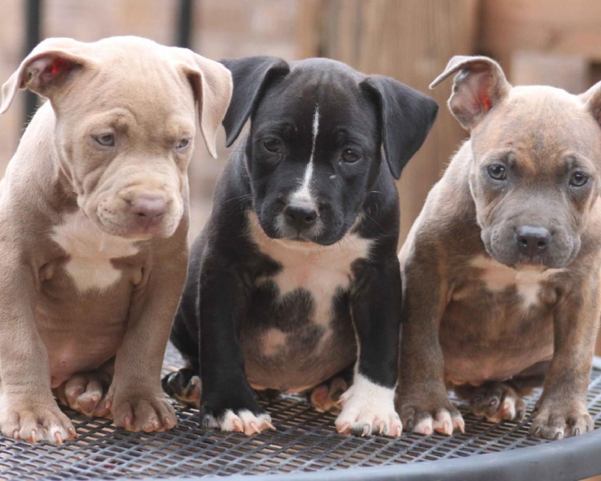 Питбуль щенки 5 лет взрослые