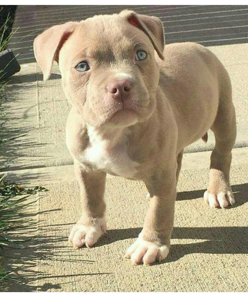 Американский питбультерьер бежевый