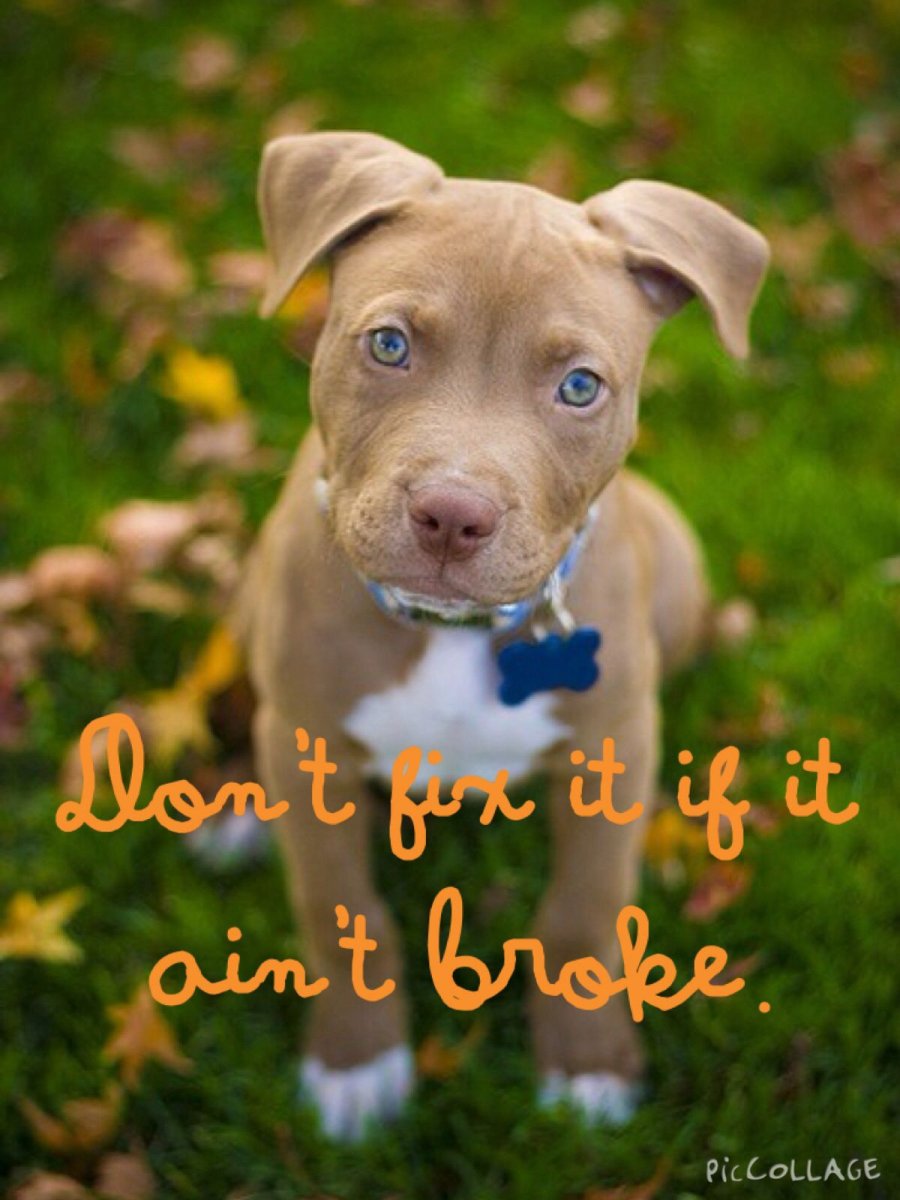 Американский питбультерьер маленький