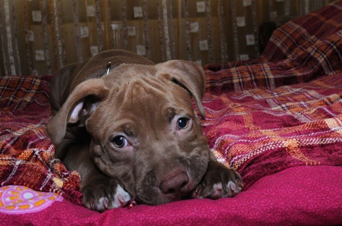 Щенки питбуля фото