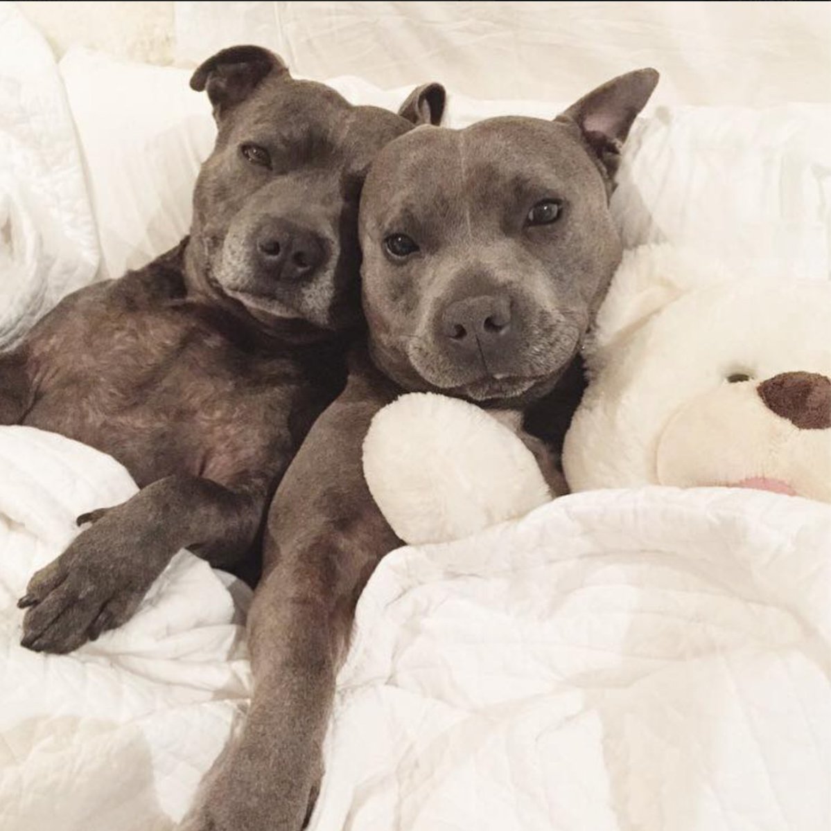 Питбуль Эстетика