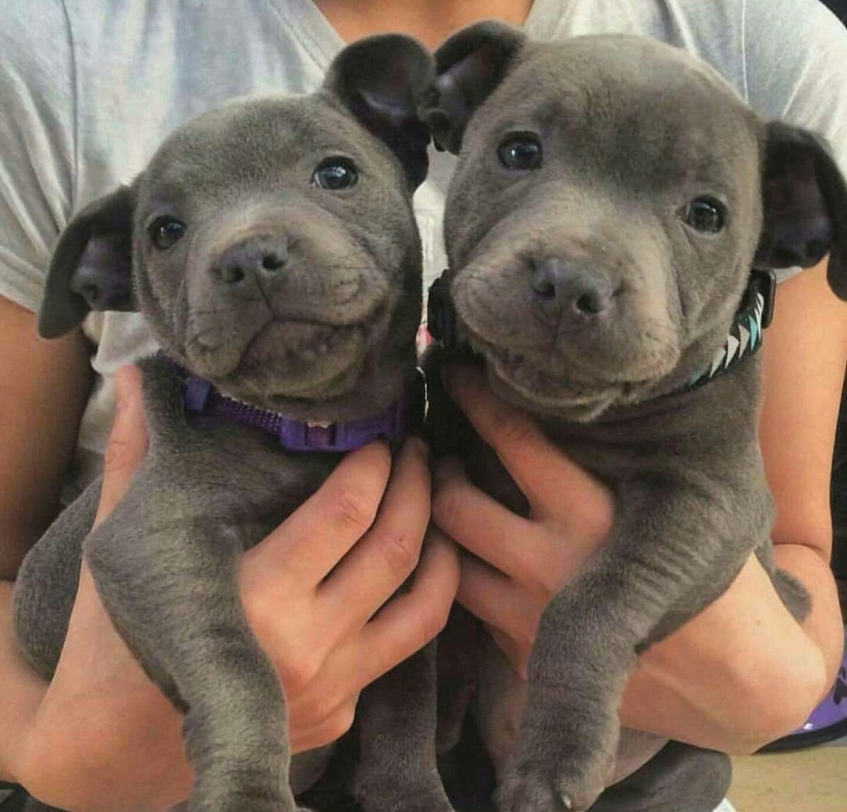 Щенки питбуля