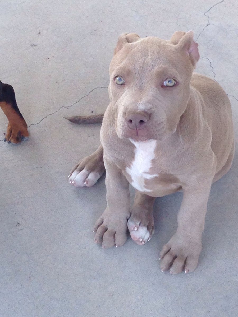 Американский питбультерьер щенок девочка