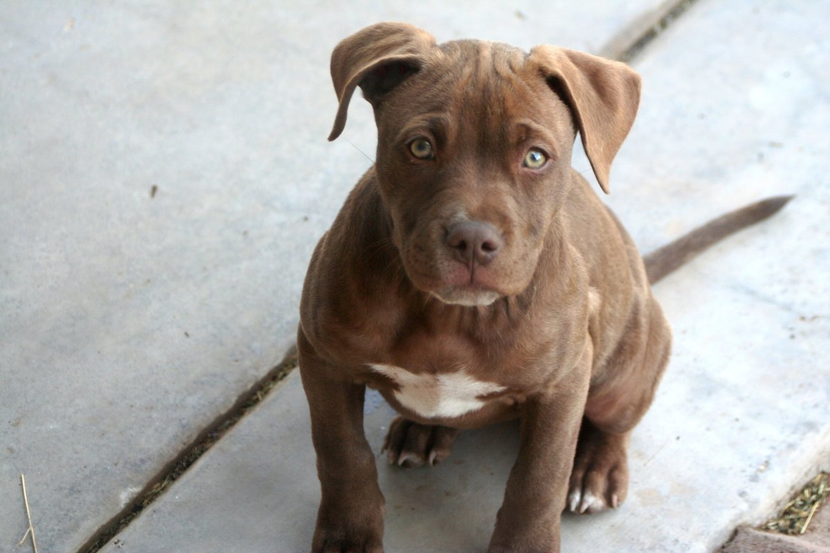 Питбуль ред ноуз