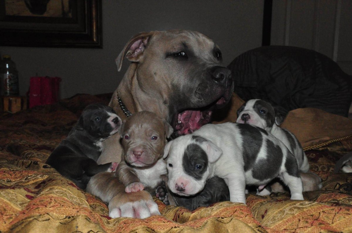 Американский питбультерьер щенок 3 месяца