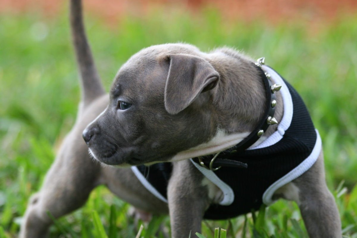 Pitbull Puppies