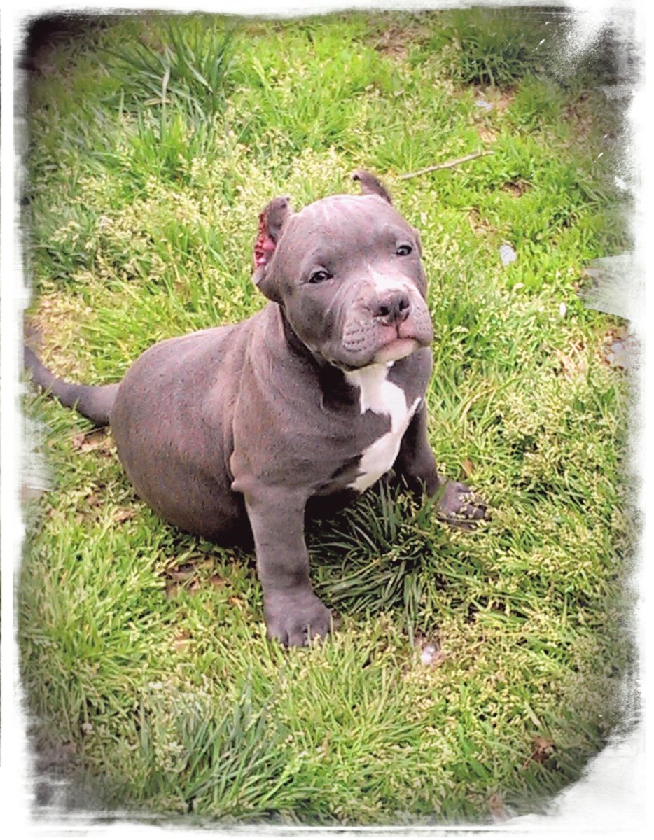 Американский питбультерьер Титан