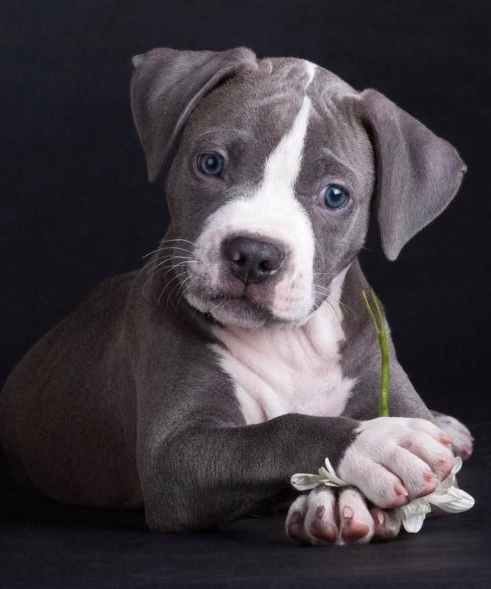 Американский питбуль щенок