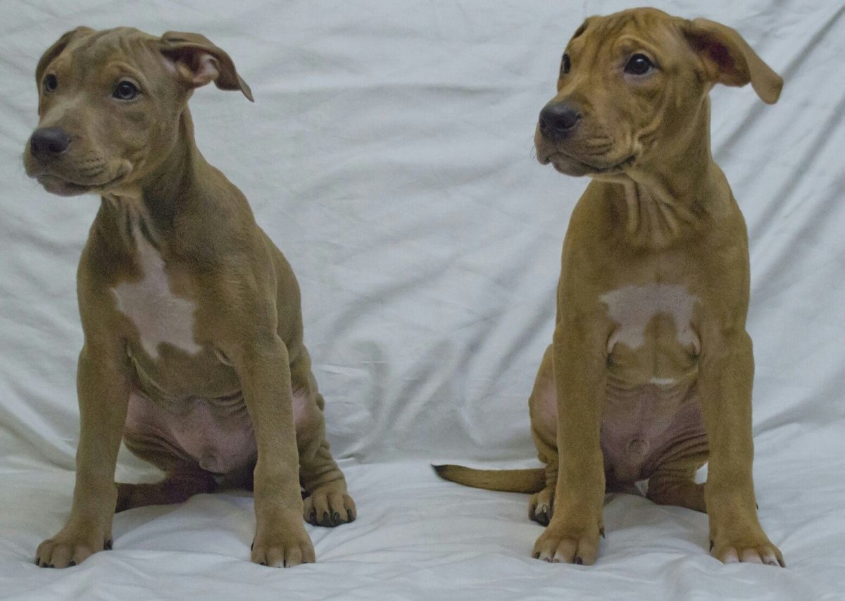 Американский питбультерьер щенок 5 месяцев