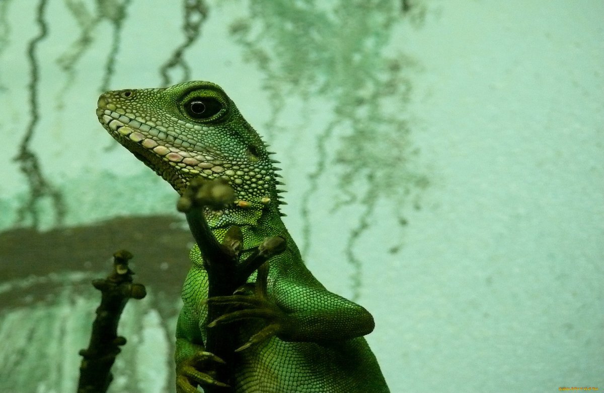 Ящерица Варан зелёный