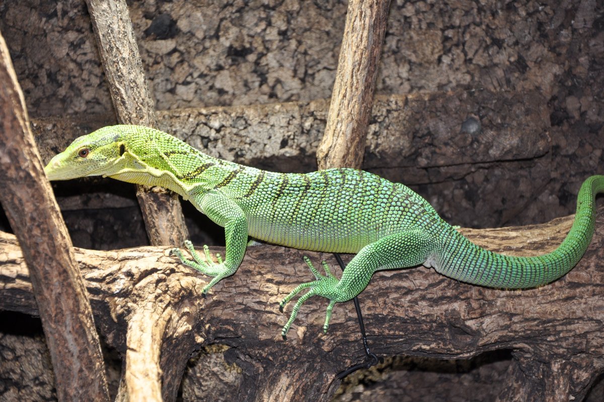 Изумрудный древесный Варан