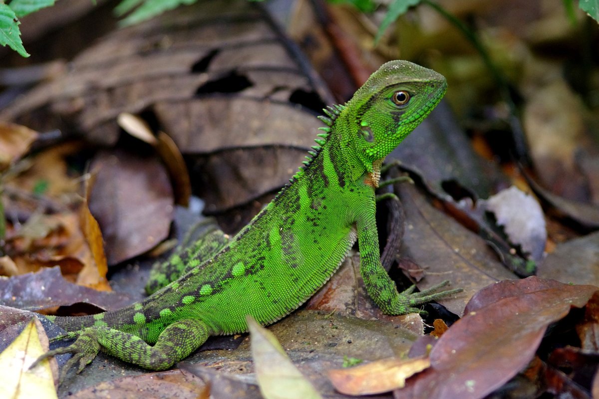 Прыткая ящерица Lacerta Agilis Максим Рыжов