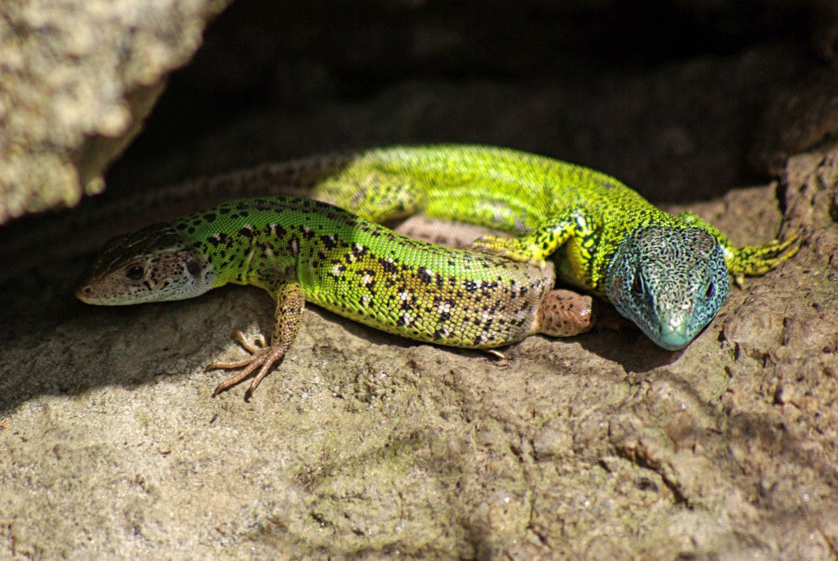 Изумрудная ящерица Лизард