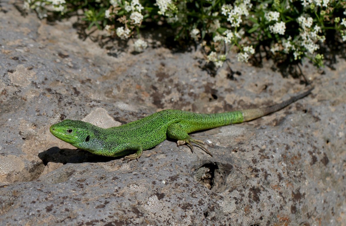 Ящерица прыткая Грузинская