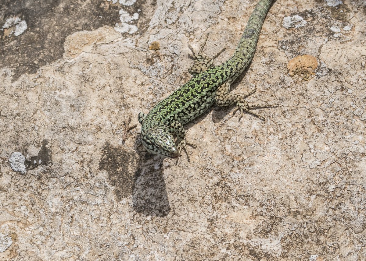 Изумрудная ящерица хамелеон