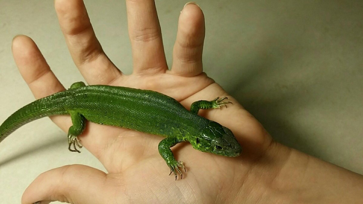 Ящерица в Москве