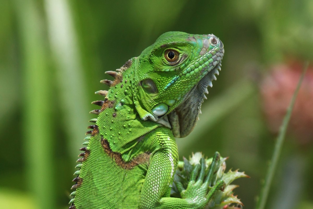 Леон ящерица