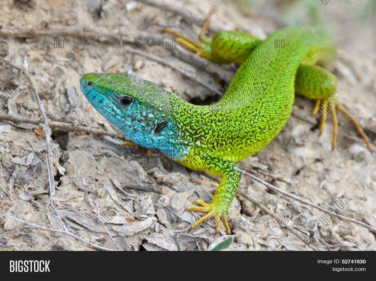 Ящерица прыткая бирюзовая