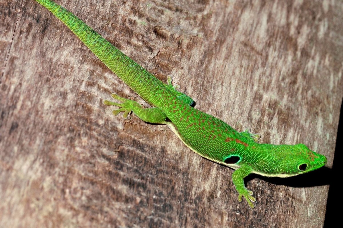 Ящерица геккон
