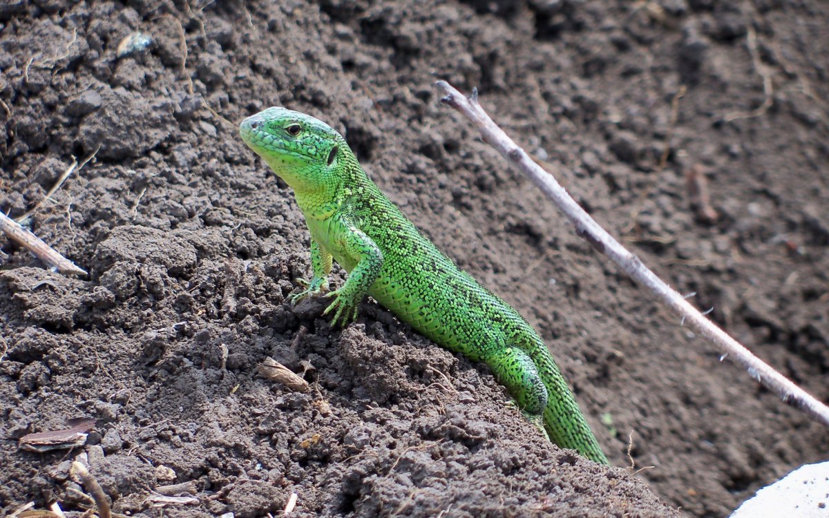 Зеленуха ящерица