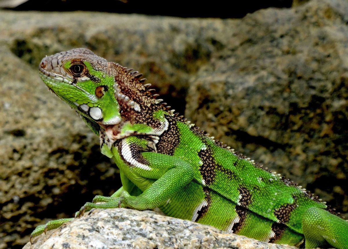 Изумрудная игуана