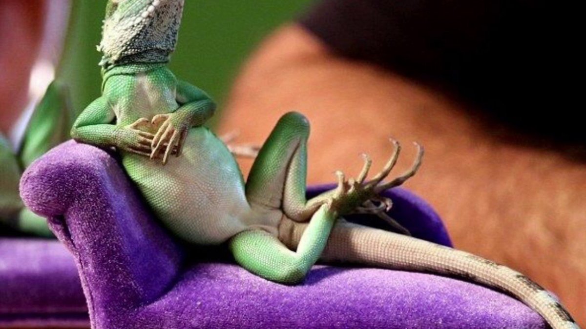 Ящерка смешная