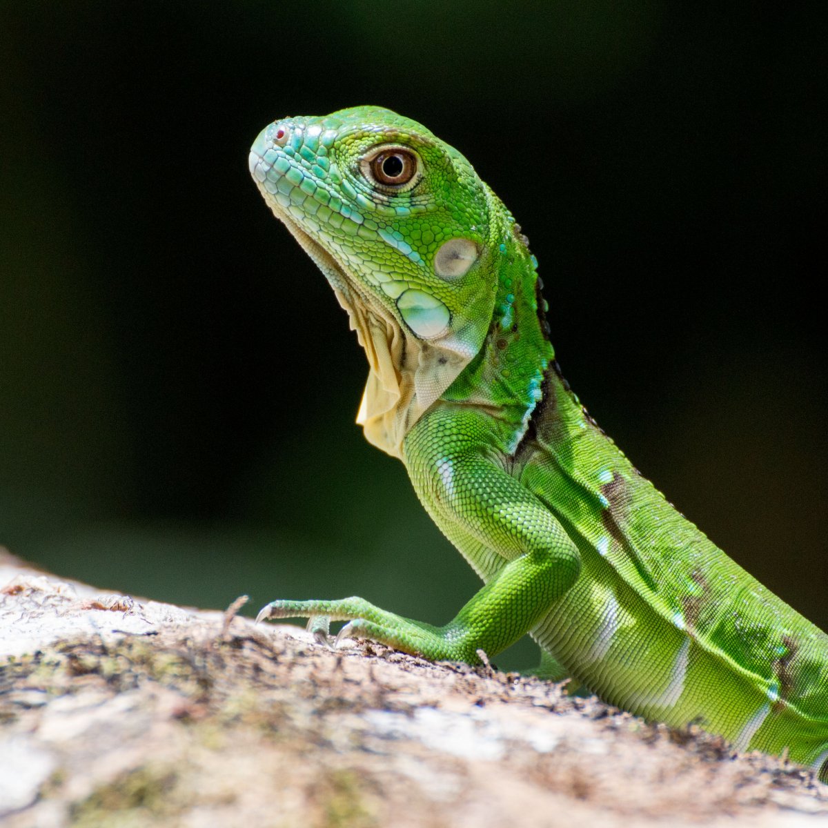 Тропические рептилии