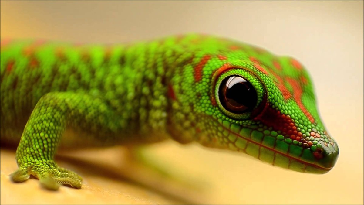 Фельзума Мадагаскарская