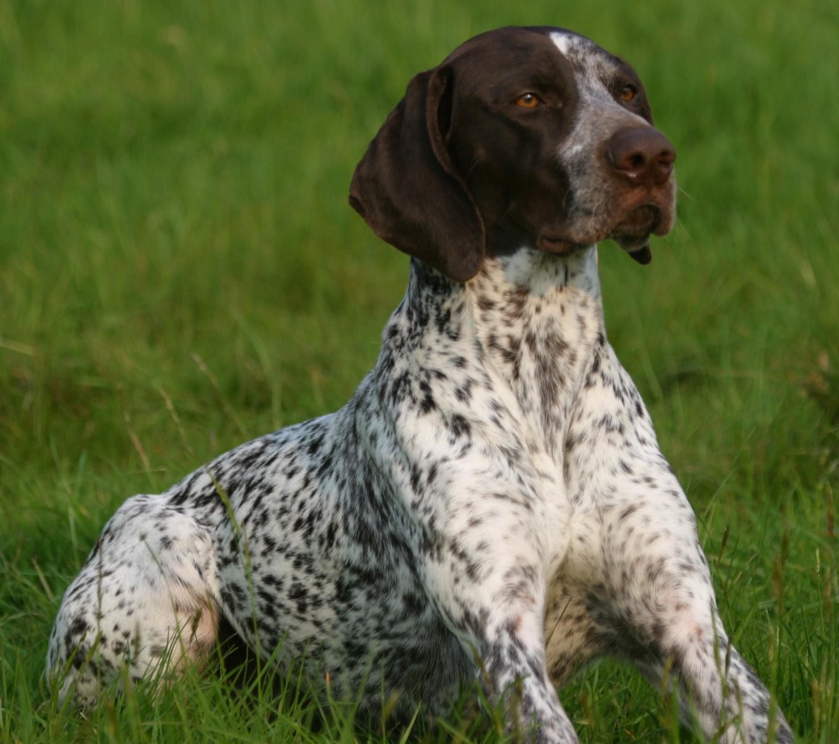 Спаниель Пойнтер собака