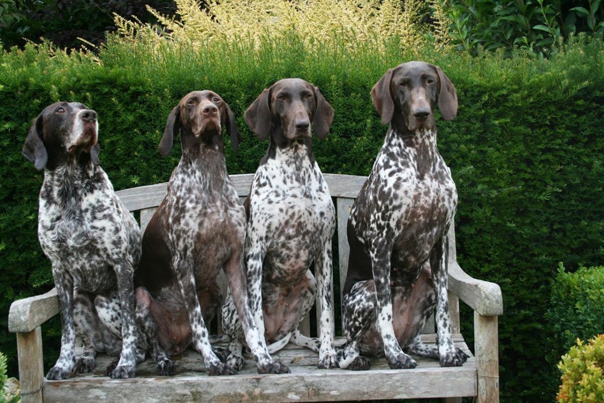 Куртс хар немецкая легавая