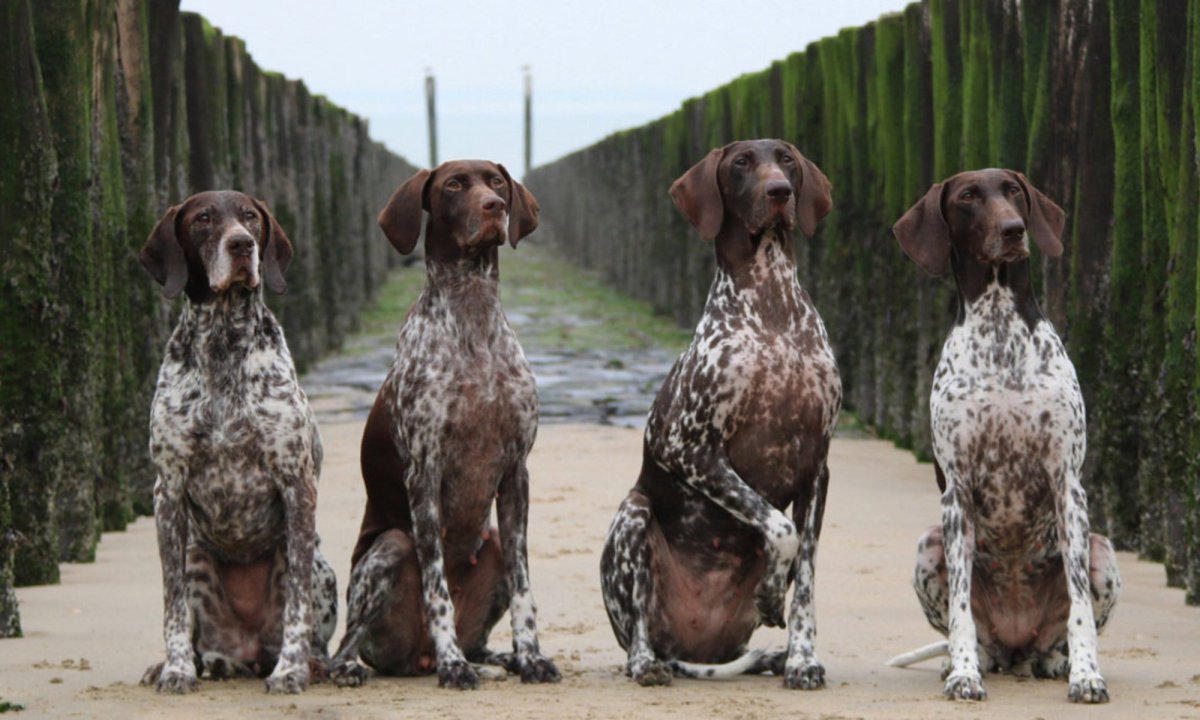 Сеттер пойнтер курцхаар