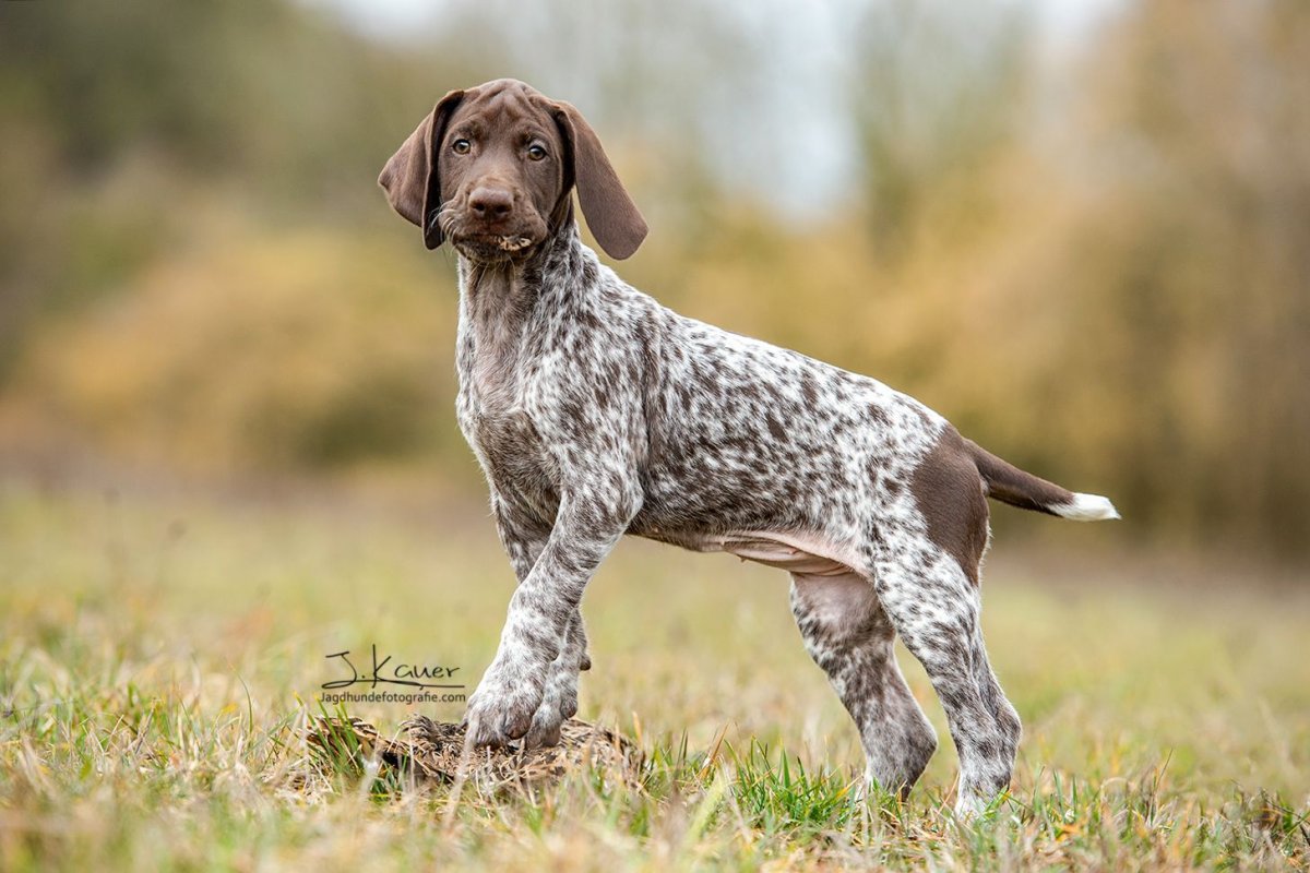 Курцхаар со спаниелем